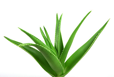 芦荟