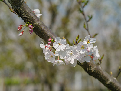 吉野樱花