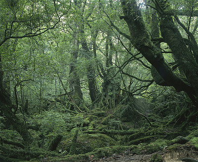 屋久岛