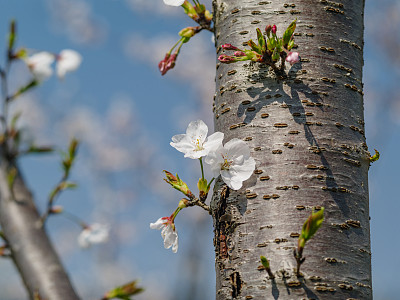 吉野樱花