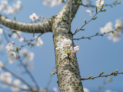 吉野樱花