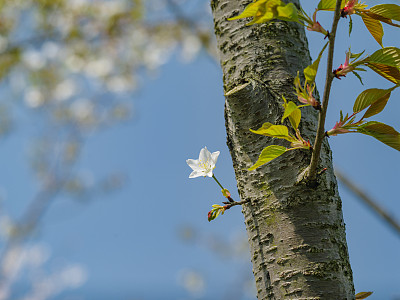 吉野樱花