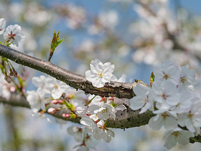 吉野樱花