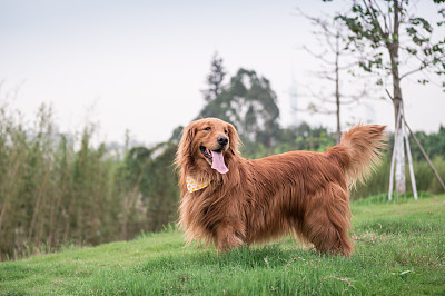 寻回犬