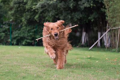 寻回犬