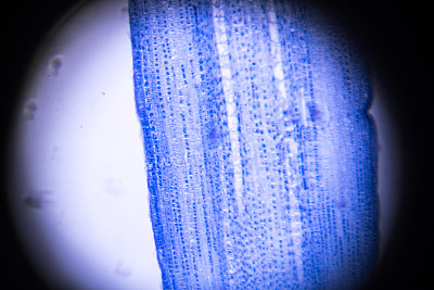 显微镜下的玉米根