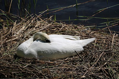 睡在意大利春天巢中的白天鹅