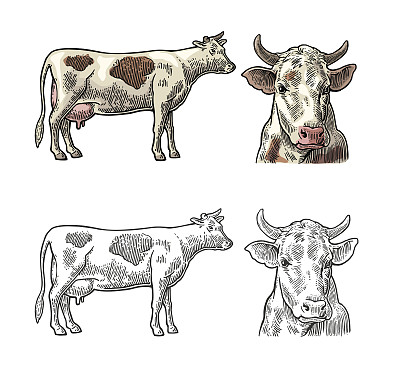 牛。侧面和正面视图。用图形风格手绘的。复古矢量雕刻插图的信息图形，海报，网络。孤立在白色背景上。