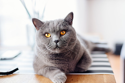 短毛猫