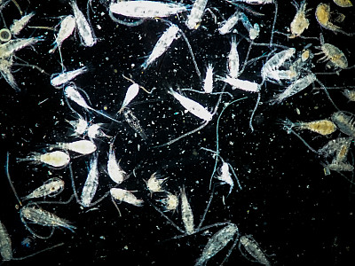 浮游生物