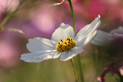 金鸡菊