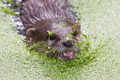 水獭