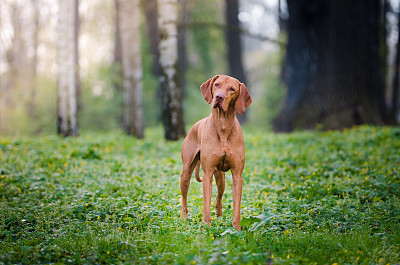 维希拉猎犬