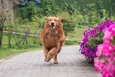 诺福克猎狐犬