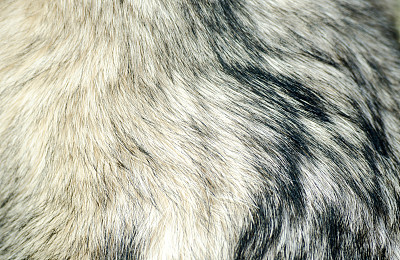 狗的皮毛。阿拉斯加雪橇犬毛皮的近距离质地。