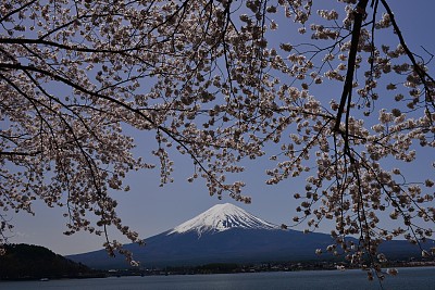 富士山和川口湖的樱花