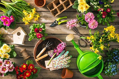 园艺工具和春天的花朵