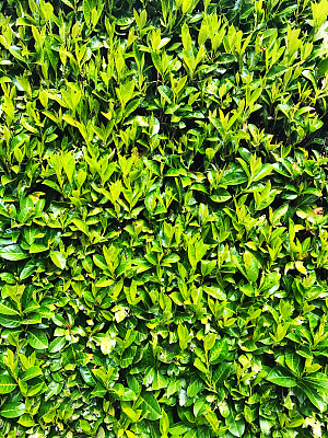 月桂树图片大全 月桂树设计素材 月桂树模板下载 月桂树图库 昵图网soso Nipic Com