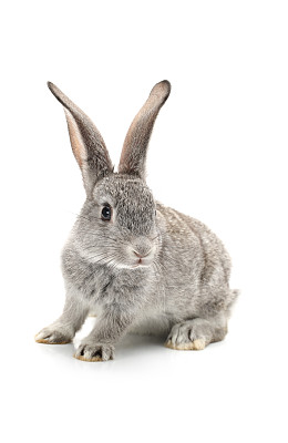 Rabbit图片大全,Rabbit设计素材,Rabbit模板下载,Rabbit图库_昵图网 soso.nipic.com