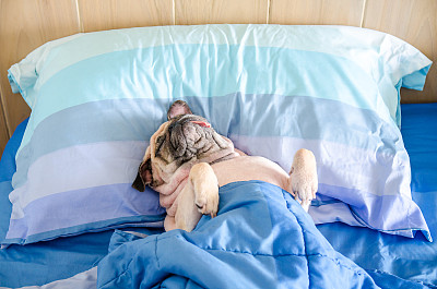 巴哥犬