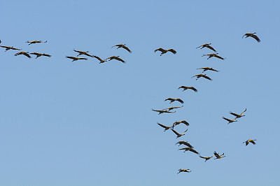 在迁徙季节的普通鹤(Grus Grus)