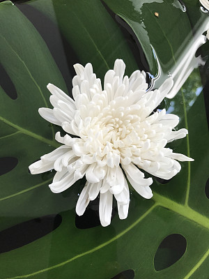 花冠图片大全 花冠设计素材 花冠模板下载 花冠图库 昵图网soso Nipic Com 花冠图片大全 花冠设计素材 花冠模板下载 花冠图库 昵图网soso Nipic Com
