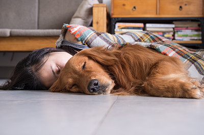 诺福克猎狐犬
