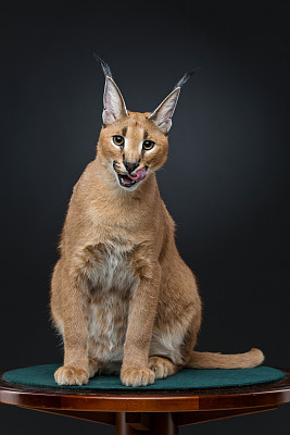 小猫