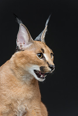 小猫