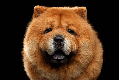松狮