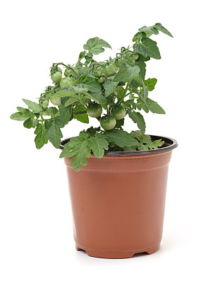 番茄植物