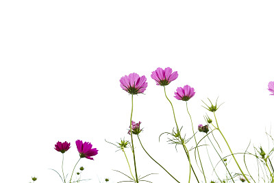 花蕾