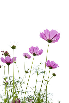 花蕾