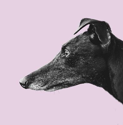视猎犬
