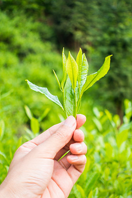 男人手里拿着茶叶