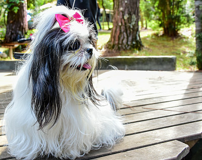 约克郡犬