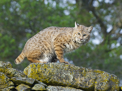 美洲山猫