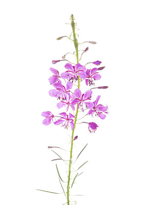 仅一朵花