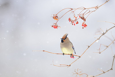 雪松连雀
