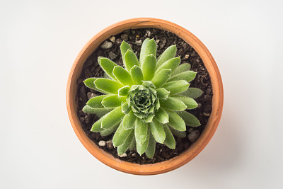 肉质植物