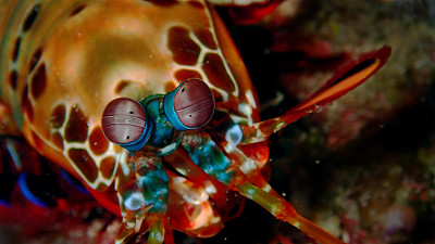螳螂虾的眼睛