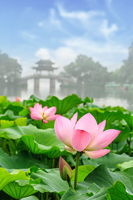 中国杭州西湖的美丽荷花
