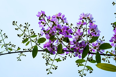 盛开在大自然中的紫薇