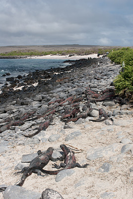 加拉帕戈斯群岛埃斯帕诺拉海滩上的海鬣蜥