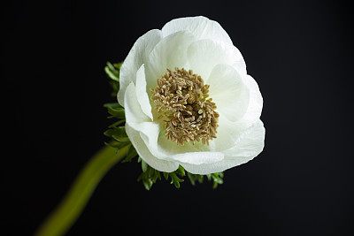 白色盛开的银莲花与黑色背景的工作室拍摄