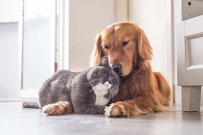 寻回犬