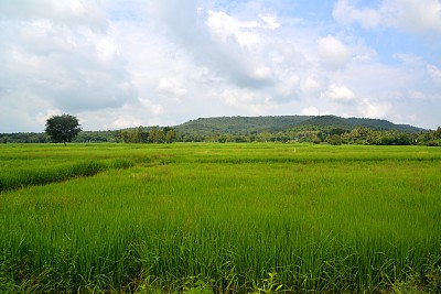 泰国Isan Nang Rong地区Phanom Rung死火山下的稻田