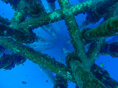 天然珊瑚图片大全 天然珊瑚设计素材 天然珊瑚模板下载 天然珊瑚图库 昵图网soso Nipic Com