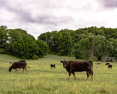 春季牧场上的瘦牛
