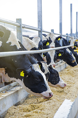 西门塔尔肉牛图片大全 西门塔尔肉牛设计素材 西门塔尔肉牛模板下载 西门塔尔肉牛图库 昵图网soso Nipic Com